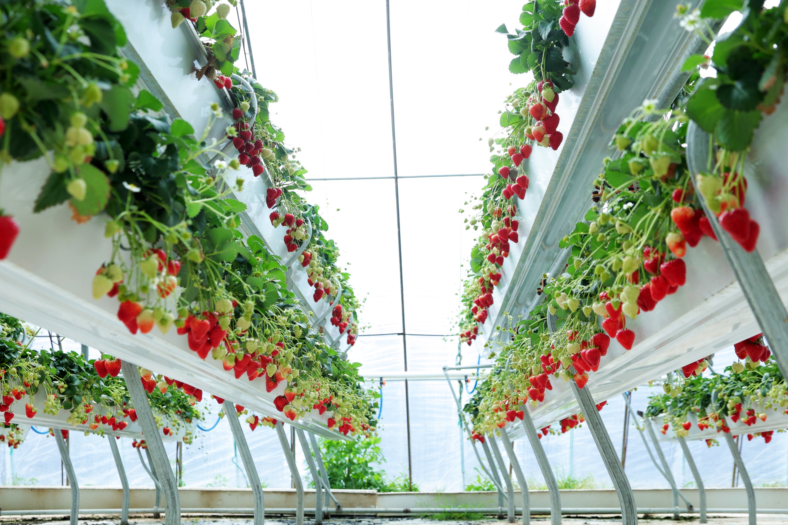 EInnovation greenhouse cultivation