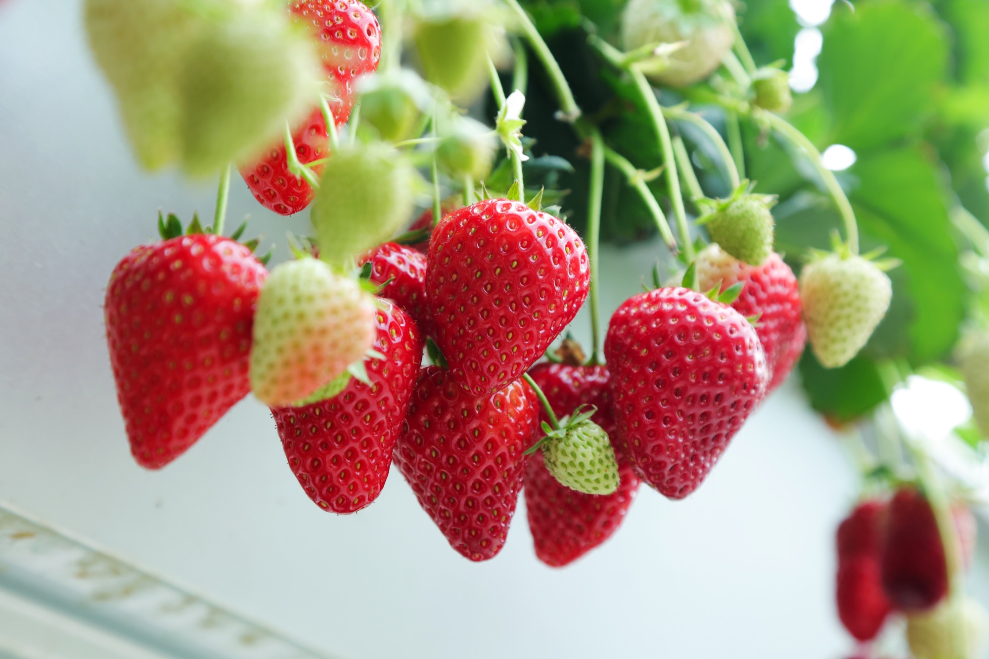 RoyalQueen strawberries at the production greenhouse